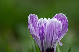 Purple crocus flower with raindrops