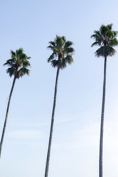 Hohe Palmen mit blauem Himmel in Porto, Portugal von Karijn | Fine art Natuur en Reis Fotografie
