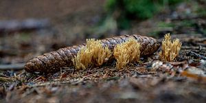 Coraux dans la forêt d'épicéas