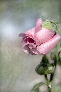 Alte Rosenrose von Harry Stok