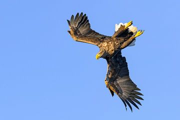 Seeadler (Haliaeetus albicilla) jagen im Himmel über ein von Sjoerd van der Wal Fotografie