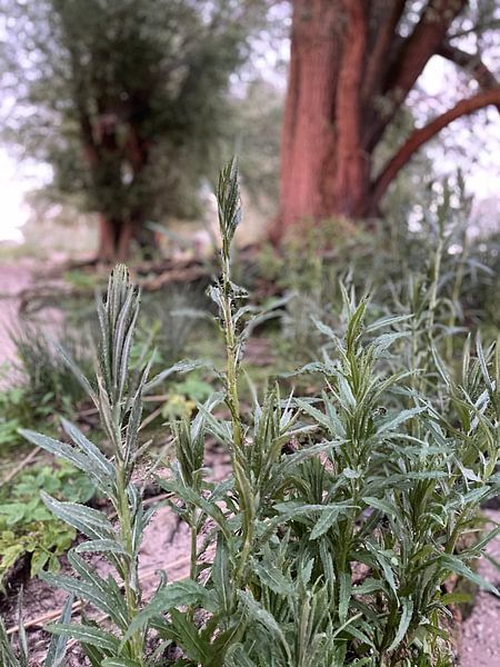 Natural image &quot;Dordrecht by Ferron Stasse