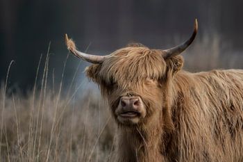 Da ist etwas in Ihrem Horn.