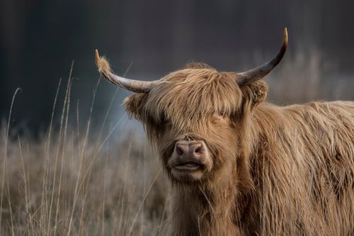 There's something on your horn