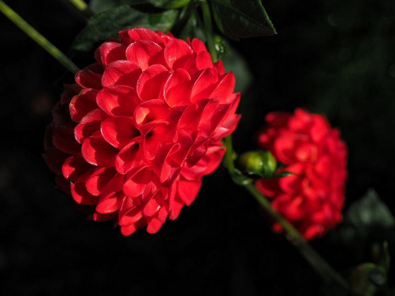 Dalia red by Nicole Hilgers Zurwellen