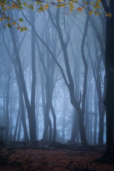 Forest photography &quot;Last leave&quot; by Björn van den Berg