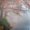 Fog around the pond van Bart Hendrix