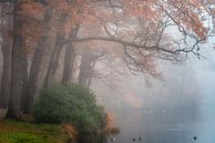 Fog around the pond van Bart Hendrix thumbnail