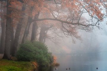 Fog around the pond