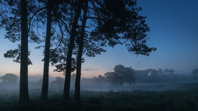 Cautious daylight over misty fen by Michel Seelen