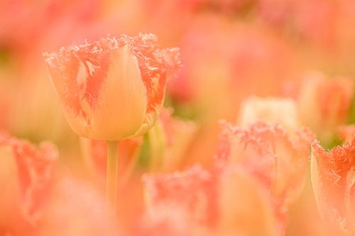 L'art des tulipes au Keukenhof