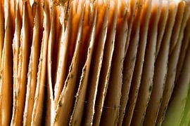 Pilz #010 von Jan van den Broek 2BHAPPY4EVER