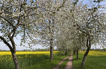 Radweg, gesäumt von blühenden Apfelbäumen von Karina Baumgart