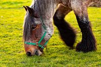 Portrait d'un vieux cheval de trait belge broutant dans un pré