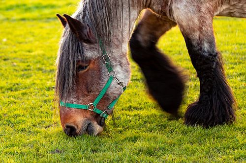 Porträt eines alten belgischen Zugpferdes beim Grasen auf einer Wiese