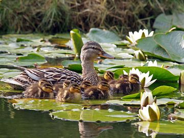 Mother Duck with offspring among the water lilies by Edwin Butter