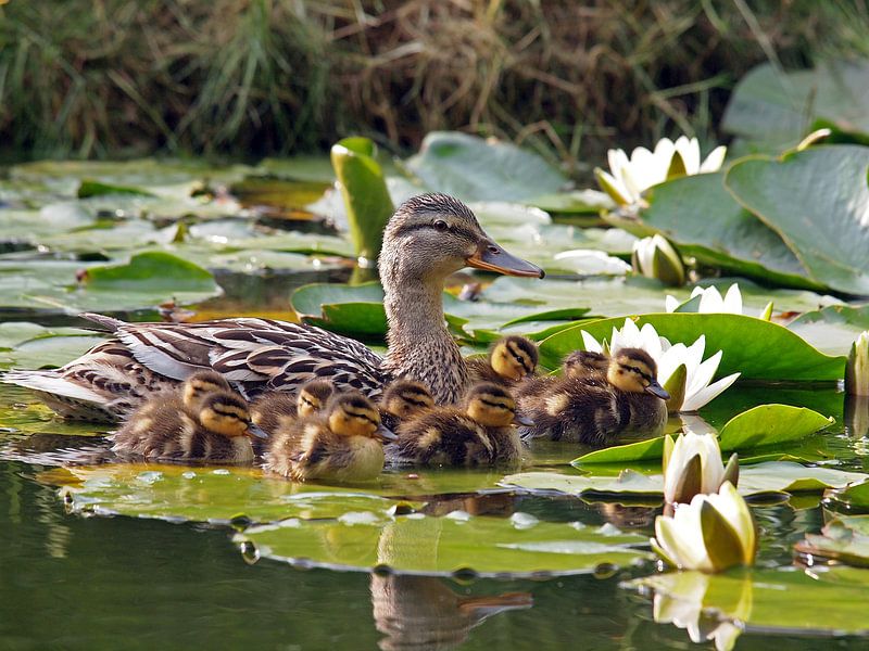 Mère Canard aux postérité parmi les nénuphars par Edwin Butter