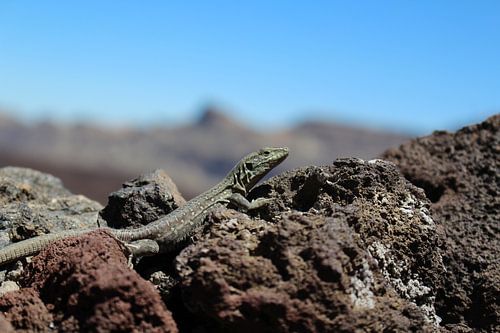 Een wilde hagedis in Tenerife