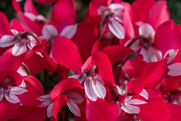 Overall Cyclamen van Cobi de Jong