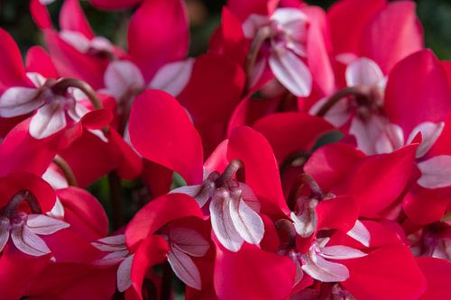 Overall Cyclamen