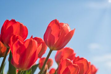 Mooie rode tulpen van WeVaFotografie