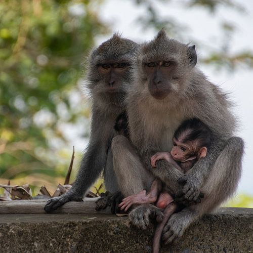 Monkey family by Bettina Schnittert