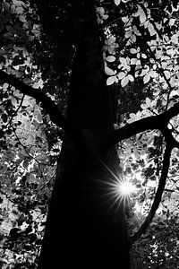 Naturfoto Baum BNW mit Sonnensternen