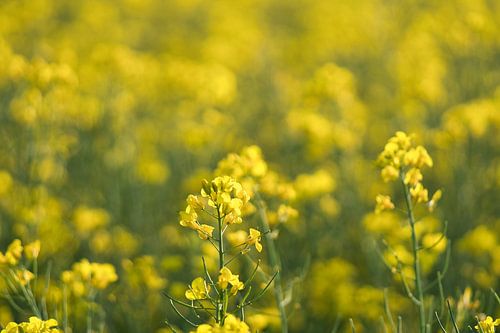 Zicht op een gele koolzaadbloem in het koolzaadveld