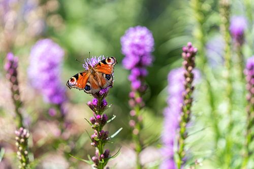 Vlinder in de Zomerzon Natuurlijke Elegantie
