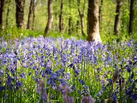 Wild wood hyacinths in the woods