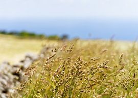 Grashalme am Wegesrand