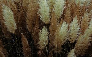L'herbe de la pampa