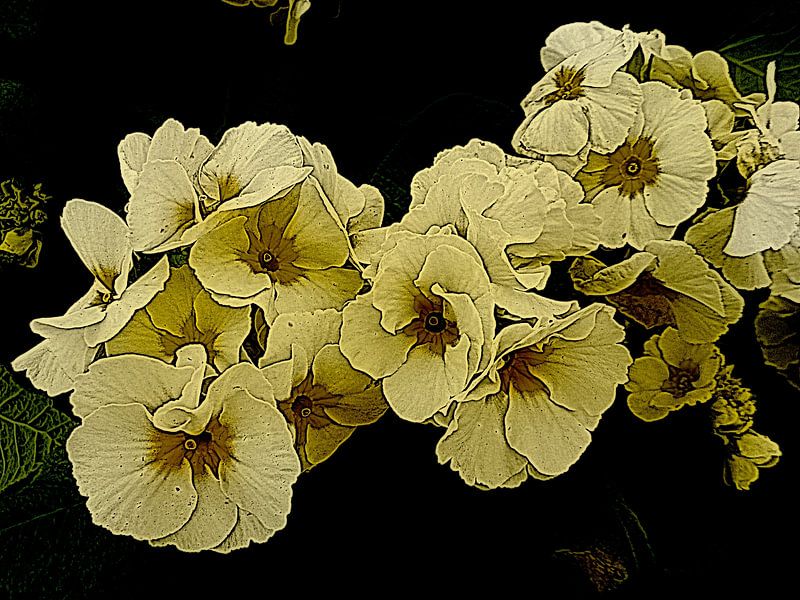 Yonder Yellow by Dorothy Berry-Lound