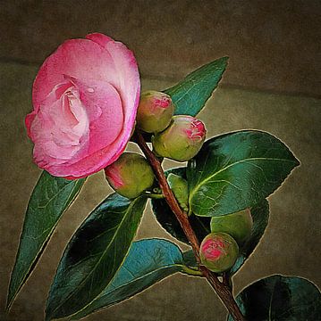 Roze Camellia In Bloei van Dorothy Berry-Lound