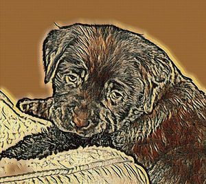 Labrador puppy