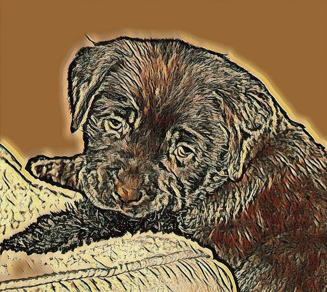 Chiot du Labrador par Jose Lok