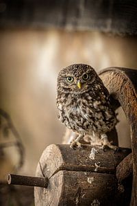 Petit hibou sur une vieille roue