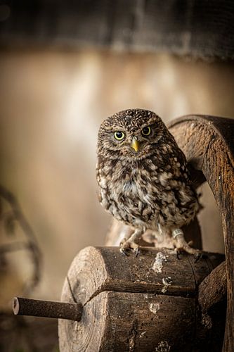 Little owl on an old wheel