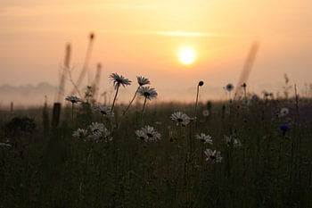 Fleurs du matin, lever du soleil