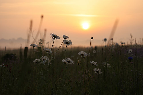 Morning flowers at sunrise