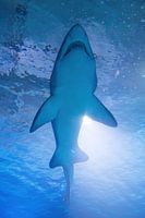 Shark