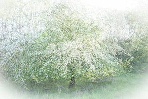 Pommier en fleurs
