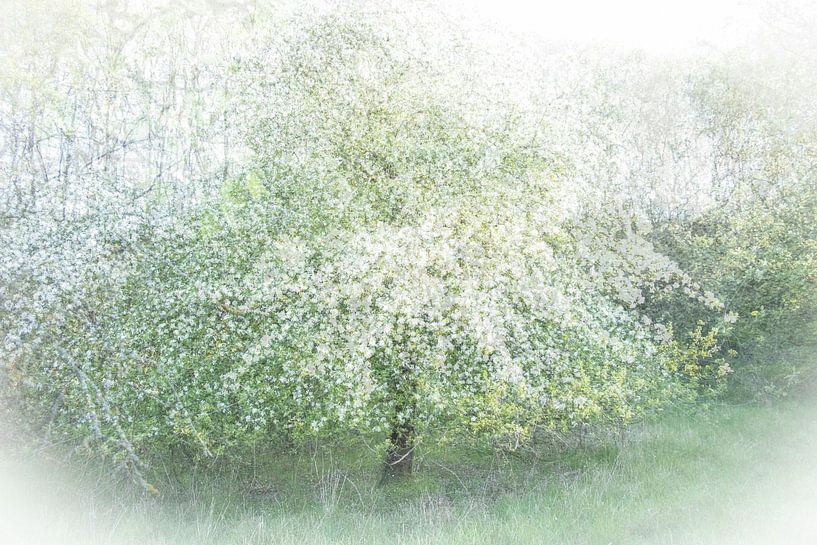 Blühender Apfelbaum von Guido Rooseleer
