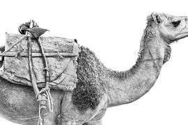 Camel in Ethiopia by Photolovers reisfotografie