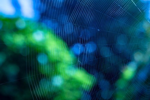 Spinnewebclose-up met groene en blauwe bokeh