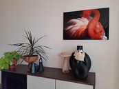 Klantfoto: flamingo, Makoto Nishikura van 1x