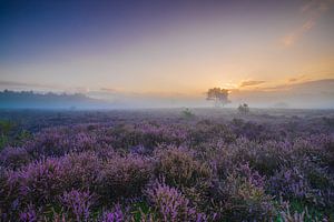 Bloeiende heide aan de Zuiderheide van Original Mostert Photography