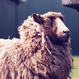 Schaap von Wendy Bremmert