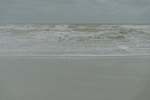 Tirage photo d'un petit oiseau de mer devant la mer à Petten