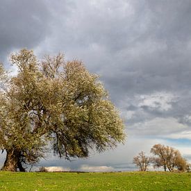 Weide im Herbst von Irene Damminga